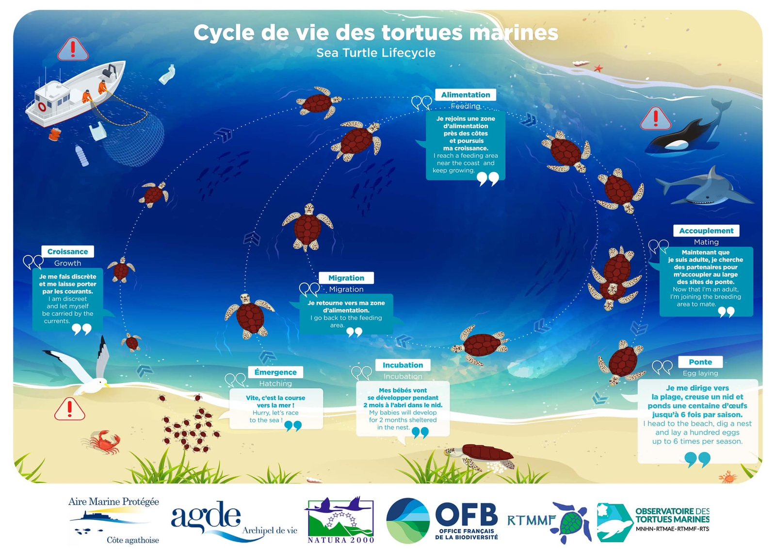 Cycle de vie des tortues marines